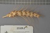 Click for 1 image(s) for this accession. Spike